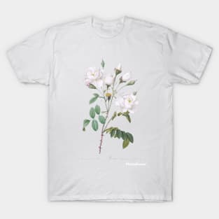 Rosa campanulata alba also known as Pink Bellflowers to White Flowers from Les Roses (1817–1824) T-Shirt